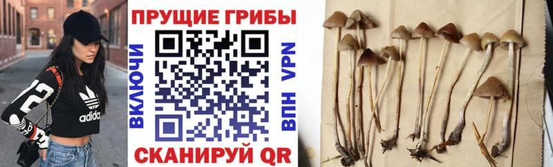 это состав  Володарск  Псилоцибиновые грибы Psilocybine cubensis 